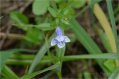 Lindernia hyssopoides